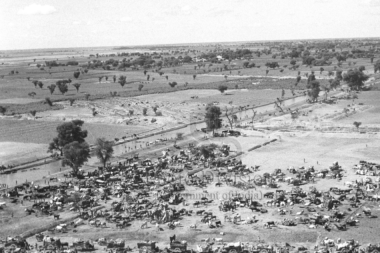 Columns of refugees from West Punjab moving towards India near the Balloki Headworks canal, September 1947. Photo: Photo Division, Government of India / Wikimedia Commons, public domain.
