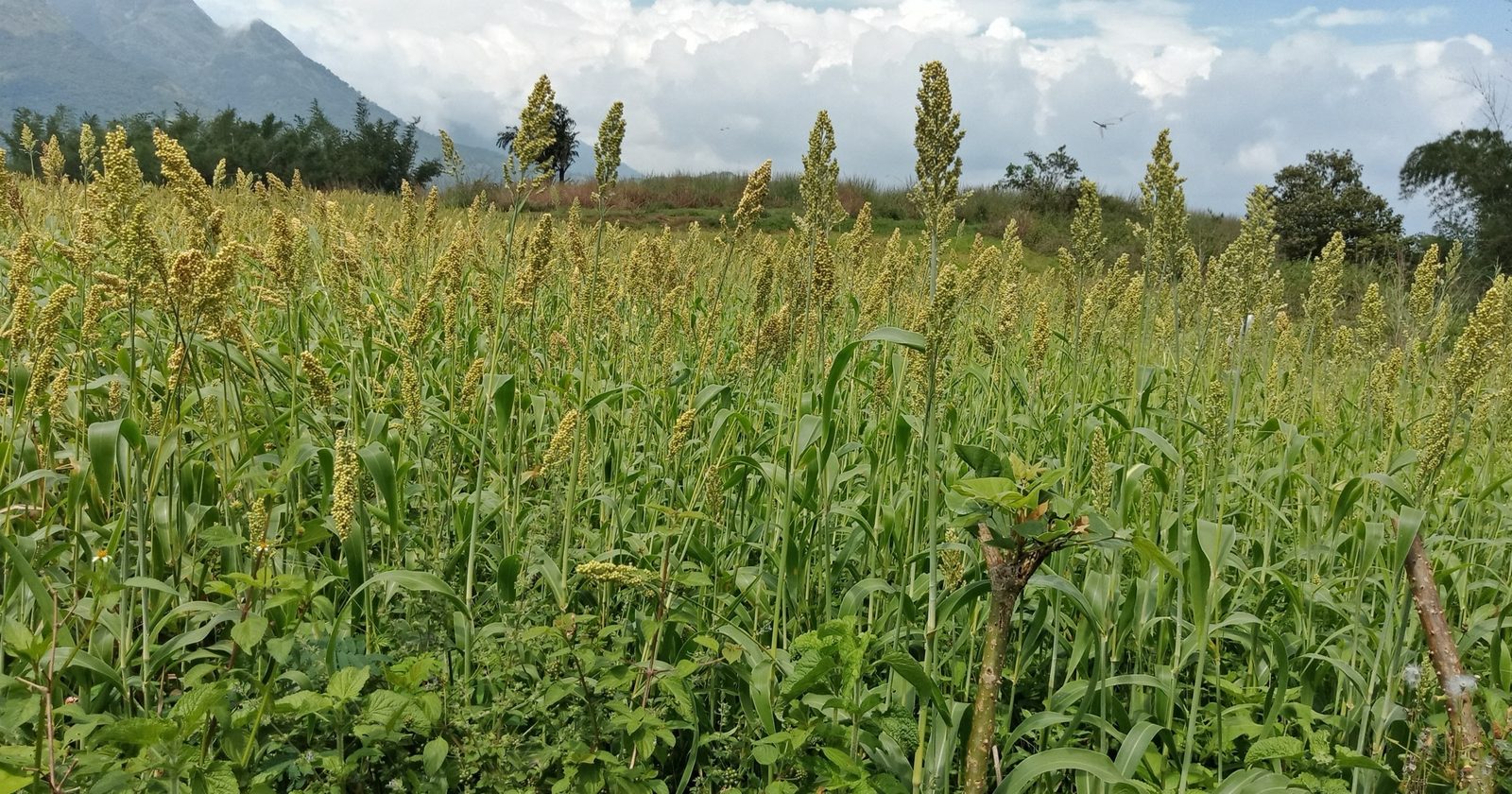 A sorghum (jowar) field in southern India, October 2019. Photo: Sureshpadmanabha via Wikimedia Commons, CC BY-SA 4.0.